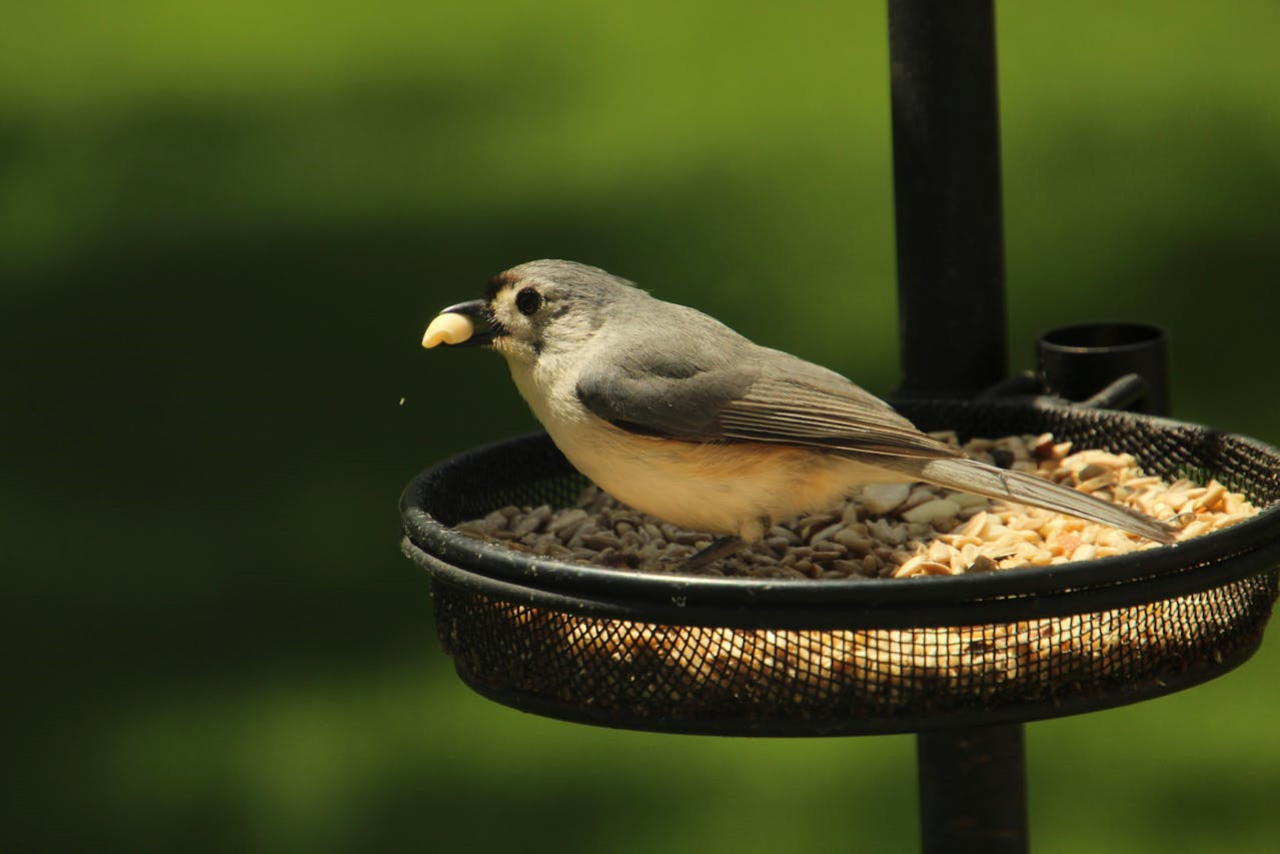 Kasza jęczmienna dla ptaków w domowym karmniku