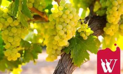 WILD WINE Chardonnay